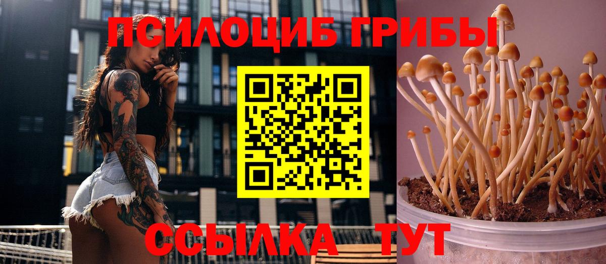Батайск  Псилоцибиновые грибы Cubensis  Вход с VPN 